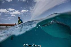Whale Shark by Taco Cheung 